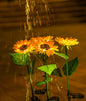 Solar Sunflower Garden Light
